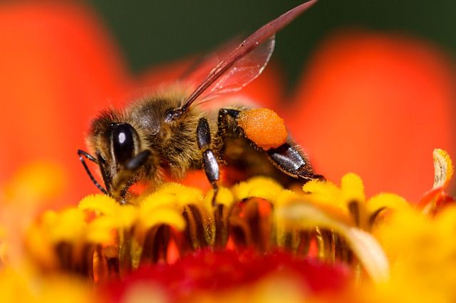 Books are the bees which carry the quickening pollen from one to another mind.   James Russell Lowell