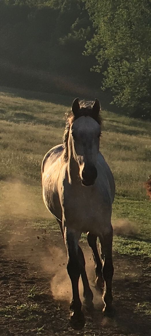 Do you give the horse his strength or clothe his neck with a flowing mane? Job 39:19
