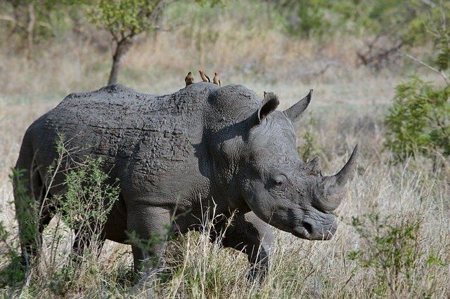 Leaders have to cultivate two things :a righteous heart and rhinoceros skin.   Charles Swindoll
