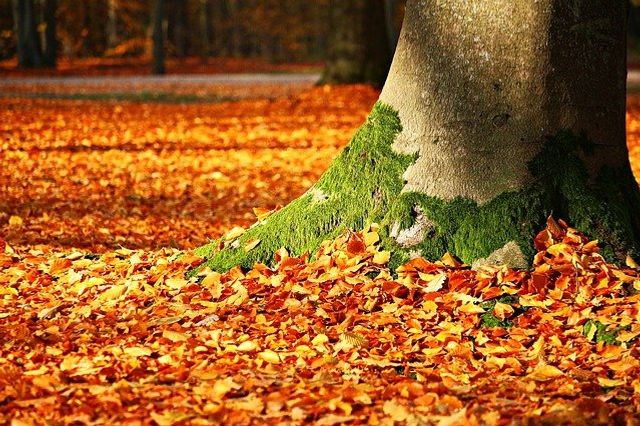 Autumn leaves are falling filling up the street; golden colors on the lawn, nature's trick or treat. Rusty Fischer
