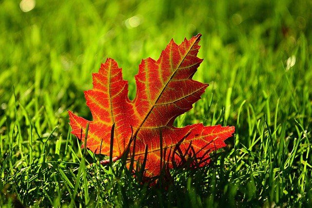 Autumn is a second spring when every leaf is a flower.   Albert Camus