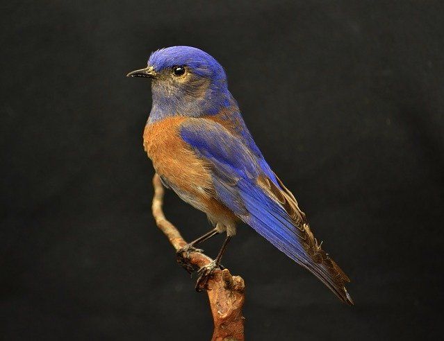 Hope is the thing with feathers that perches in the soul.  Emily Dickenson