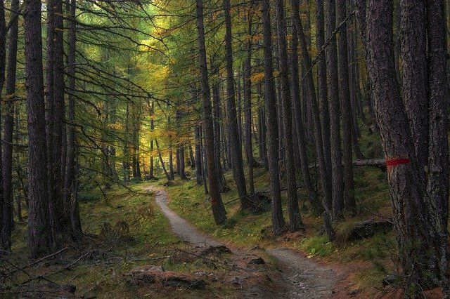 Do not go where the path may lead, go instead where is no path and leave a trail. Ralph Waldo Emerson