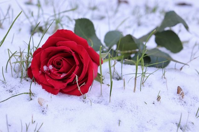 God gave us our memories so that we might have roses in December.   James M. Barrie