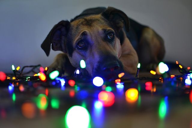 We give them the love we can spare, the time we can spare. In return dogs have given us their absolute all. It is without a doubt the best deal man has ever made. Roger Caras
