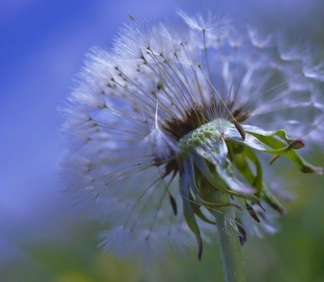 Lord, give me the determination and tenacity of a weed. Mrs. Leon R.Walters
