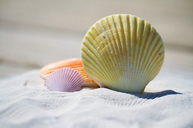 One cannot collect all the beautiful shells on the beach. One can only collect a few, and they are more beautiful if they are few. Ann Morrow Lindbergh