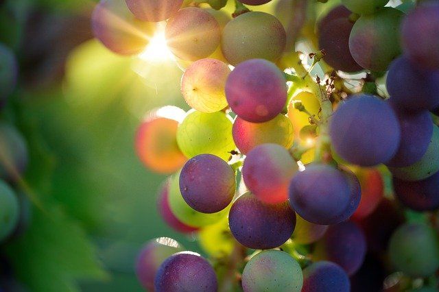 The sun with all those planets revolving around it and depending on it ,can still ripen a bunch of grapes as if it had nothing else in the universe to do. Galileo