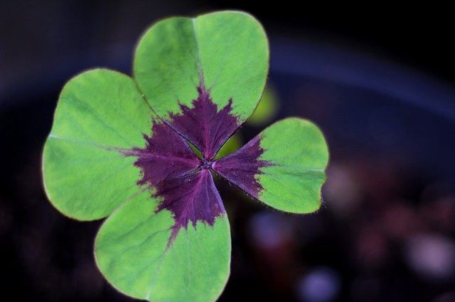 Some people have all the luck. And they're the ones who never depend on it. Bob Ingham