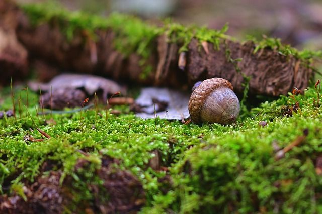 Large streams from little fountains flow, Tall oaks from little acorns  grow. David Everett
