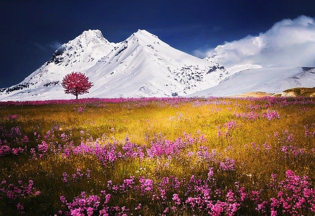 Flowers are the sweetest things God ever made ,and forgot to put a soul into. Henry Ward  Beecher