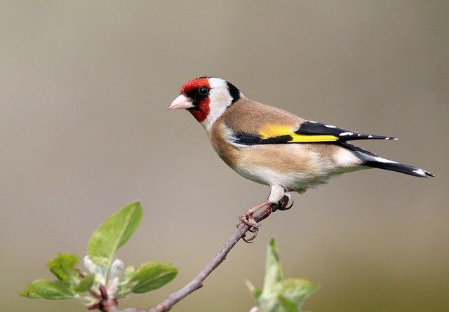 A bird sitting on a tree is never afraid of the branch breaking, it's trust is not on the branch , but on it's own wings. Always believe in yourself. Charlie Wardle