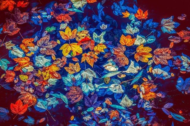 What beauty is, I know not, though it adheres to many things. Abrecht Durer