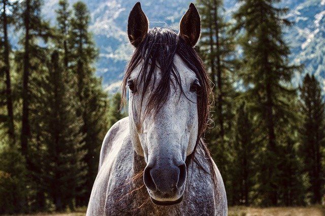 You cannot train a horse with shouts and expect it to obey a whisper. Dagobert D. Runes