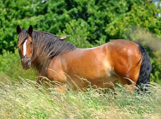 Did you ever see an unhappy horse? Did you  ever see a bird that has the blues? One reason why birds and horses are not unhappy is because they are not trying to impress other birds and horses. Dale Carnegie